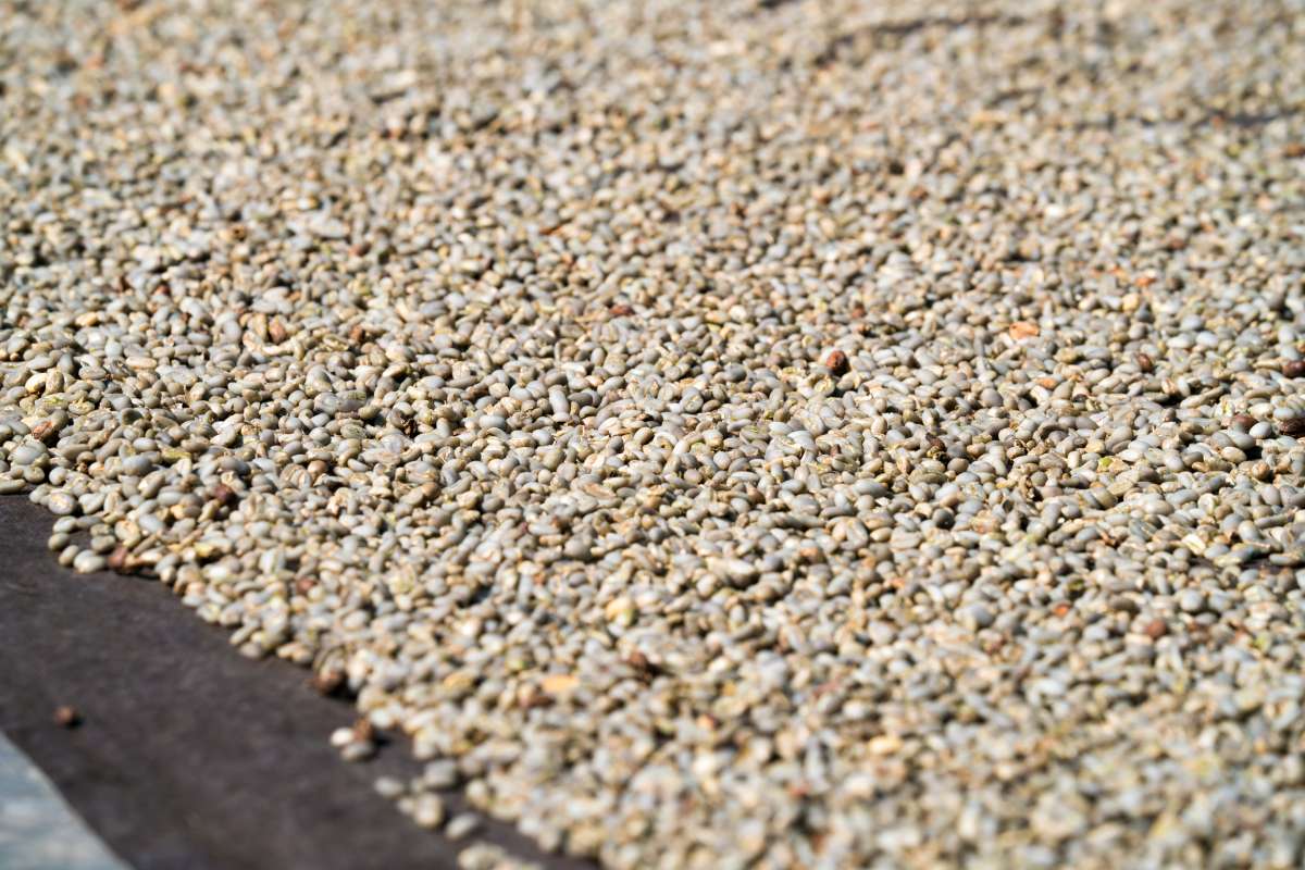 BLUE JAVA (LOW ACID COFFEE)
