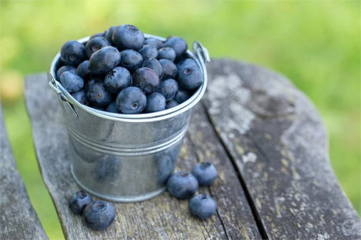 BLUEBERRY FRUIT INFUSION TEA