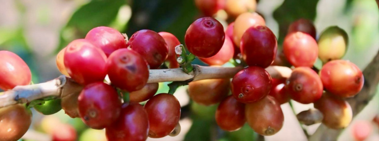 BLUE JAVA  (LOW ACID COFFEE)