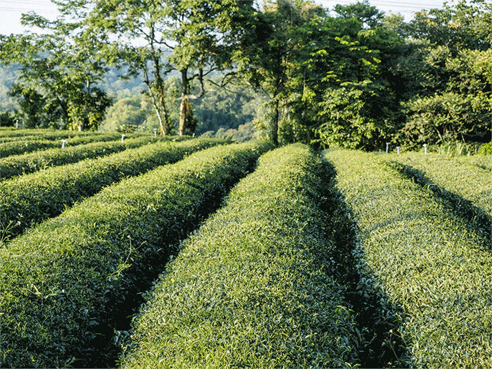 FOUR SEASONS OOLONG JASMINE