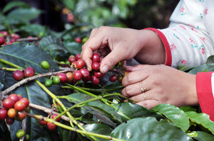 Sumatra Mandheling  (LOW ACID COFFEE)