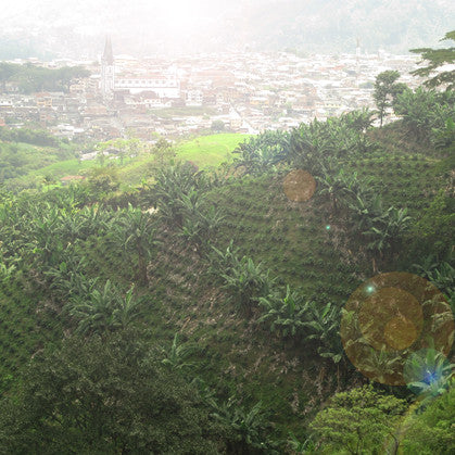 Colombia Valle Del Cauca - Decaf