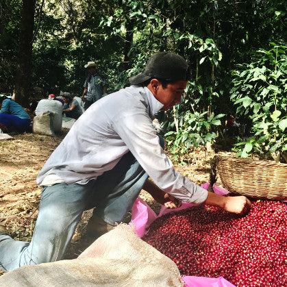 El Salvador Santa Ana Select