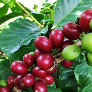 NICARAGUA JINOTEGA Select