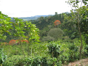 Sumatra Mandheling  (LOW ACID COFFEE)