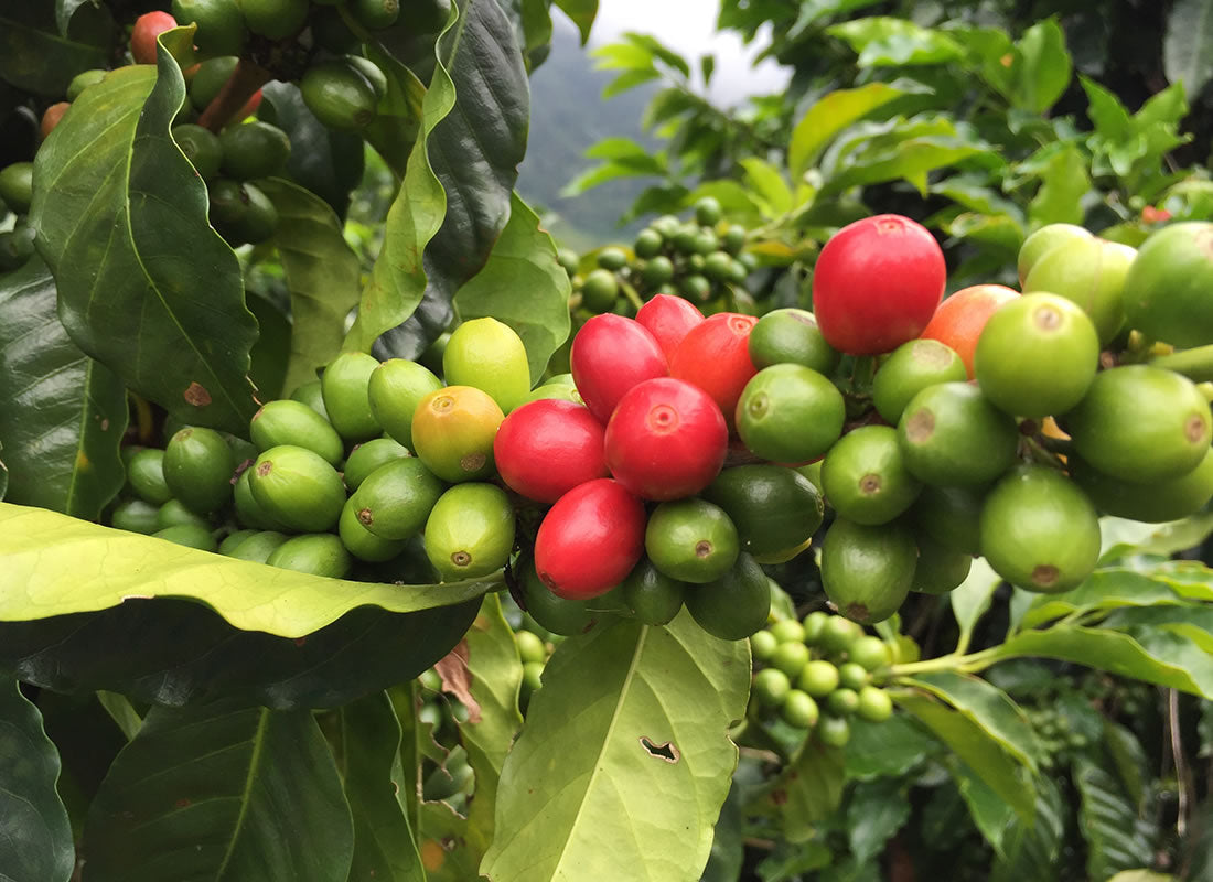 COLOMBIA VIEJO CALDAS SUGARCANE DECAF