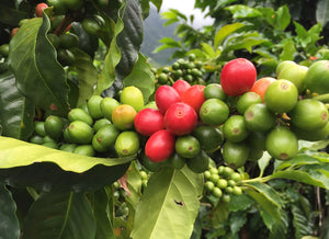 COLOMBIA VIEJO CALDAS SUGARCANE DECAF