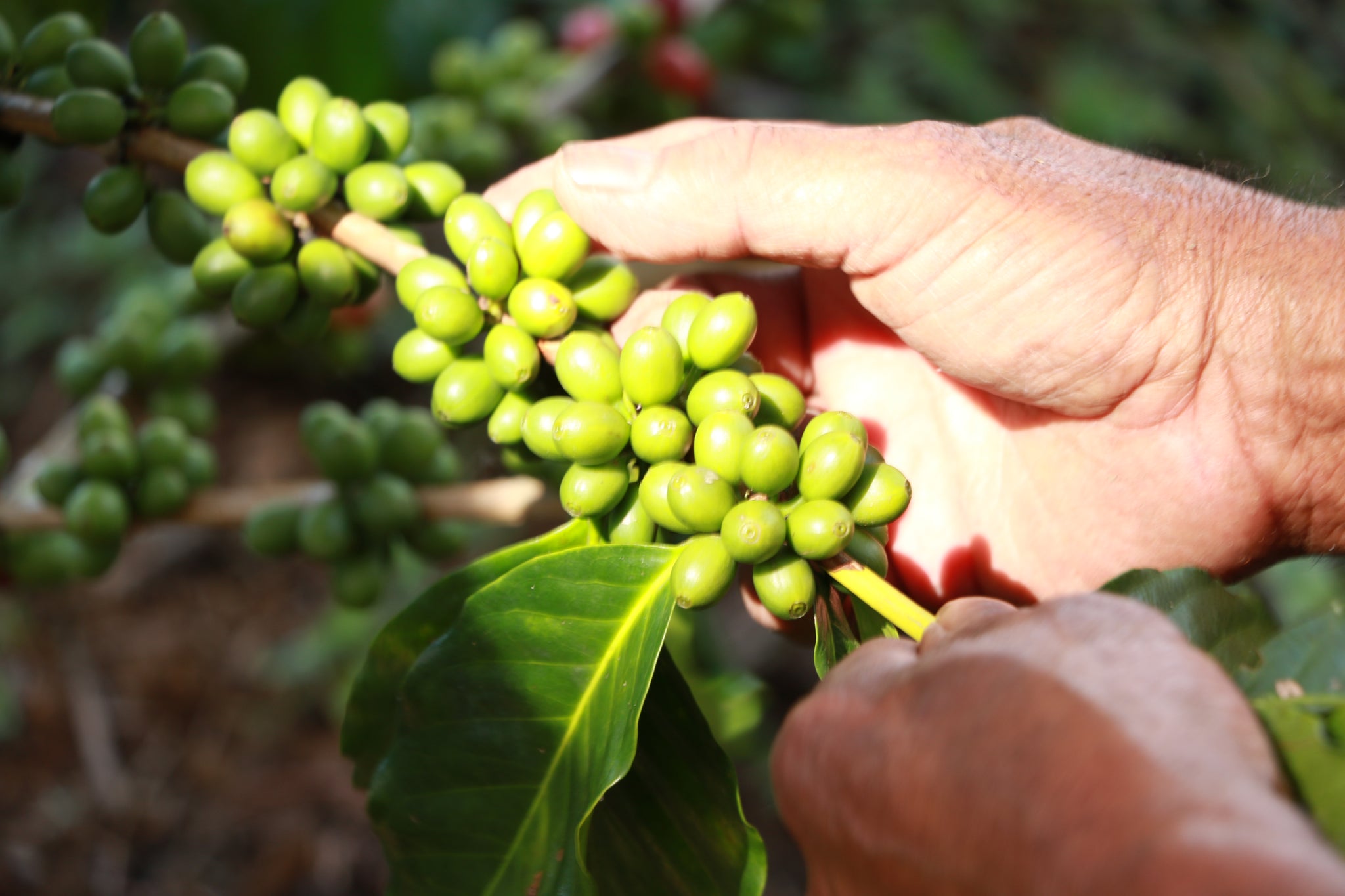 Honduras Pacavita - Limited Run