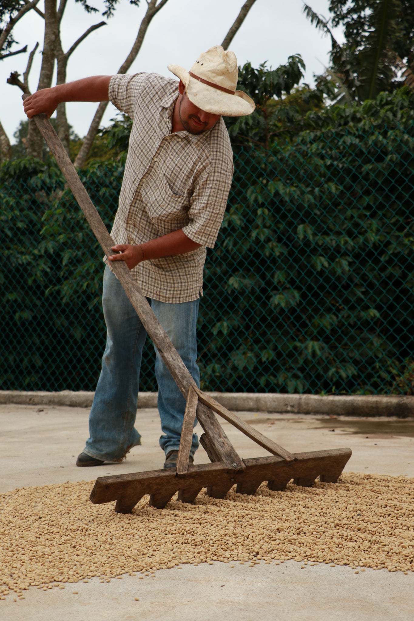 Honduras Pacavita - Limited Run