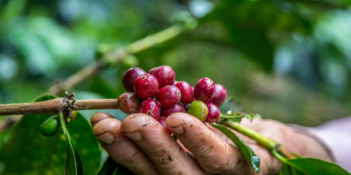 Colombia Antioquia Supreme