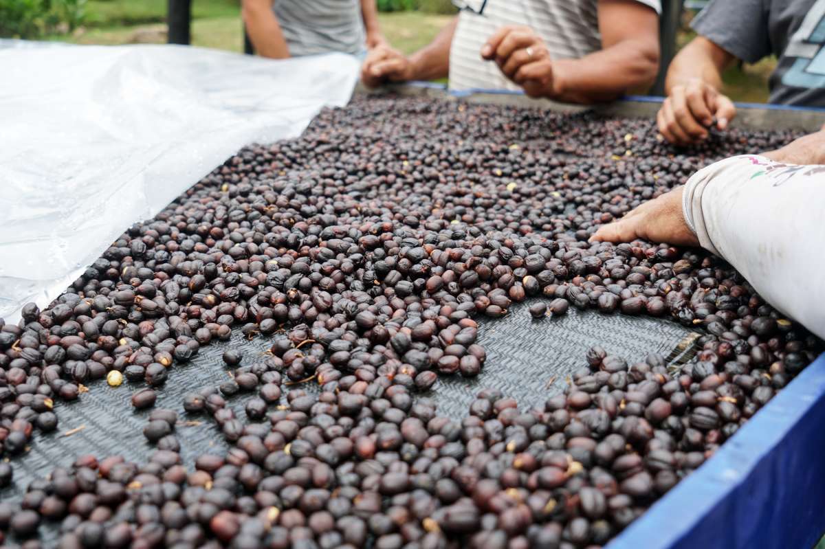 Costa Rica Jaguar Honey