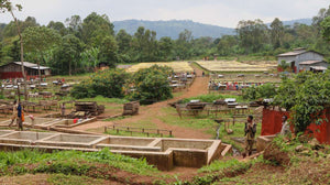 Ethiopia Yirgacheffe - Kokebi