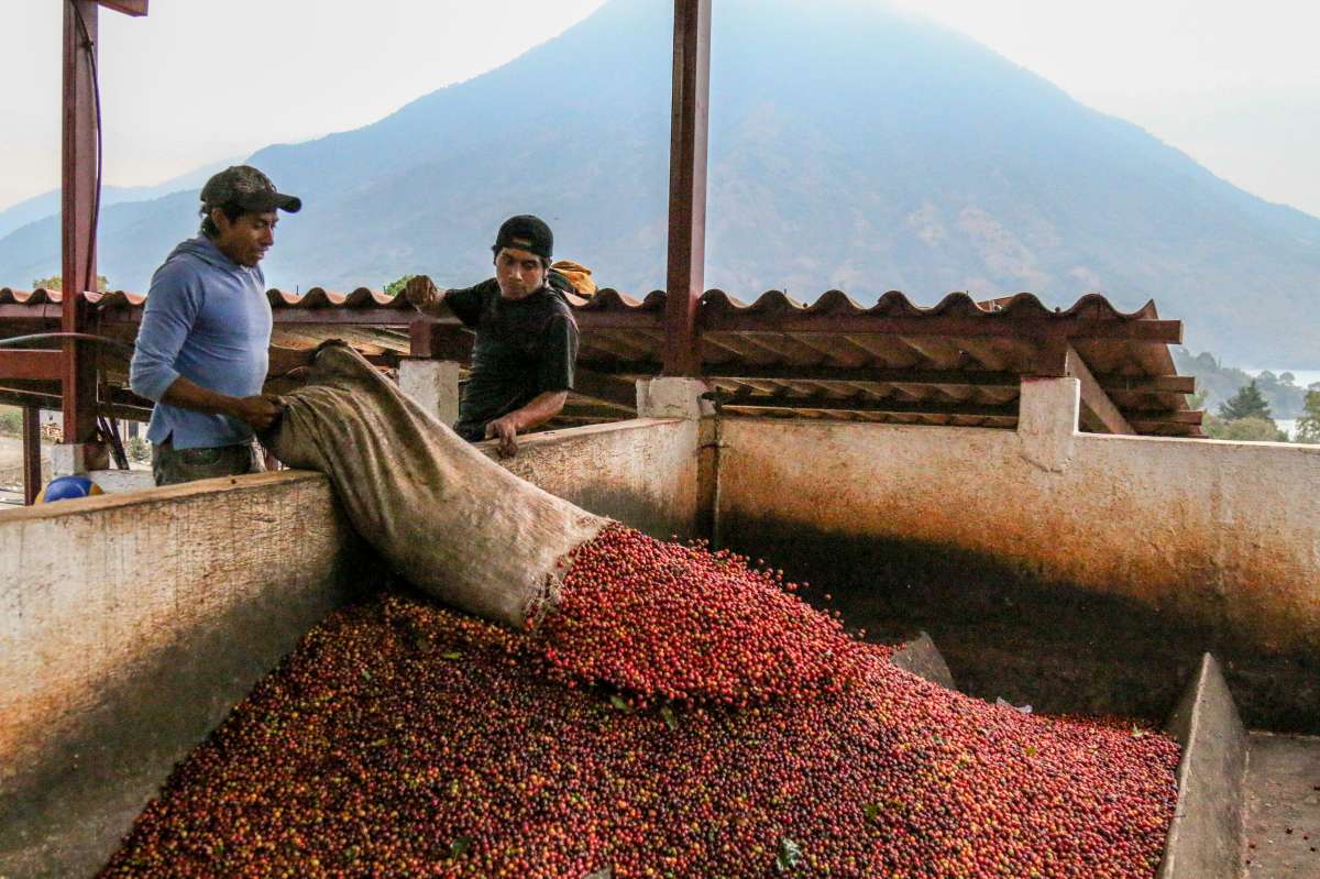 Guatemala Candelaria