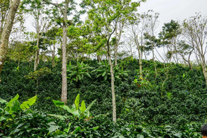 NICARAGUA JINOTEGA SELECT