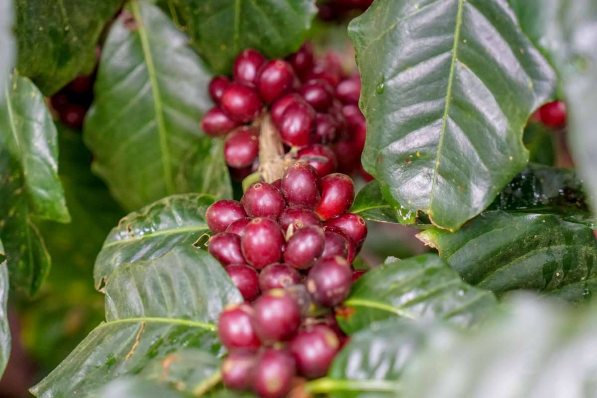 NICARAGUA JINOTEGA SELECT