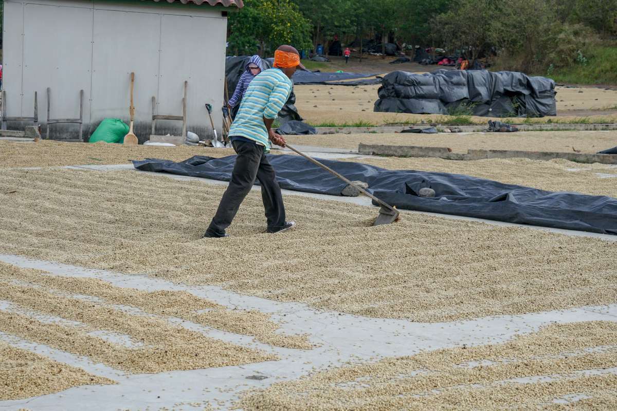NICARAGUA HONEY JINOTEGA