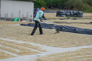 NICARAGUA HONEY JINOTEGA