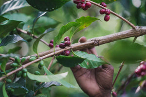 Espresso Blend