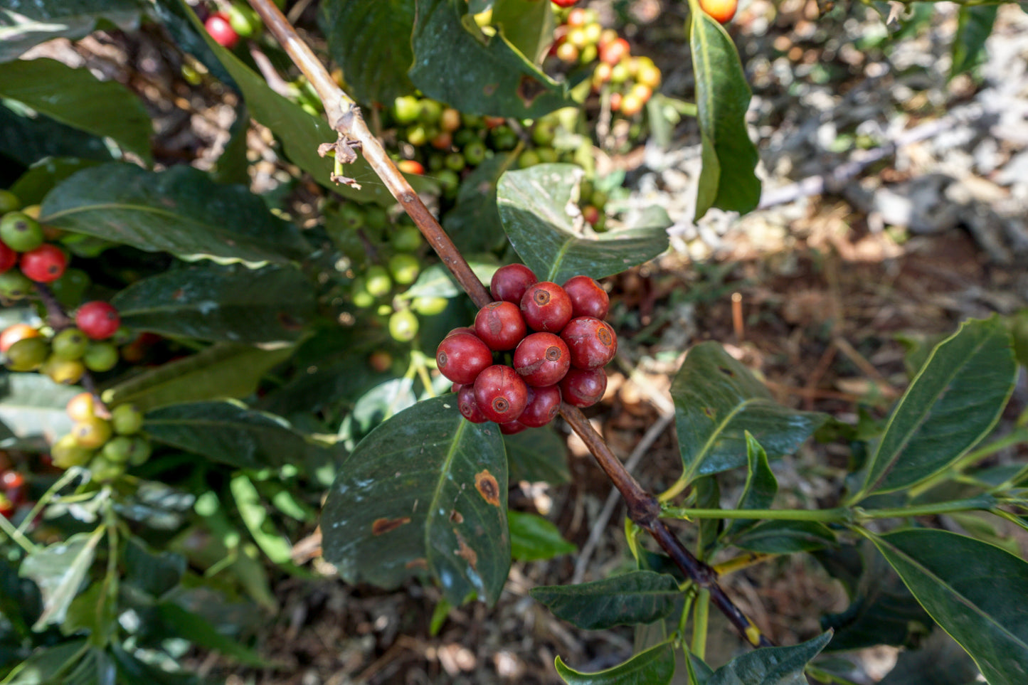 TANZANIA KILIMANJARO PEABERRY