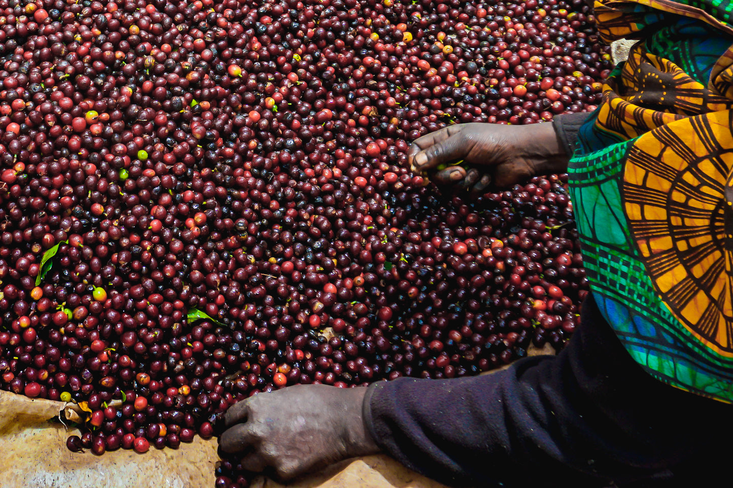 TANZANIA KILIMANJARO PEABERRY