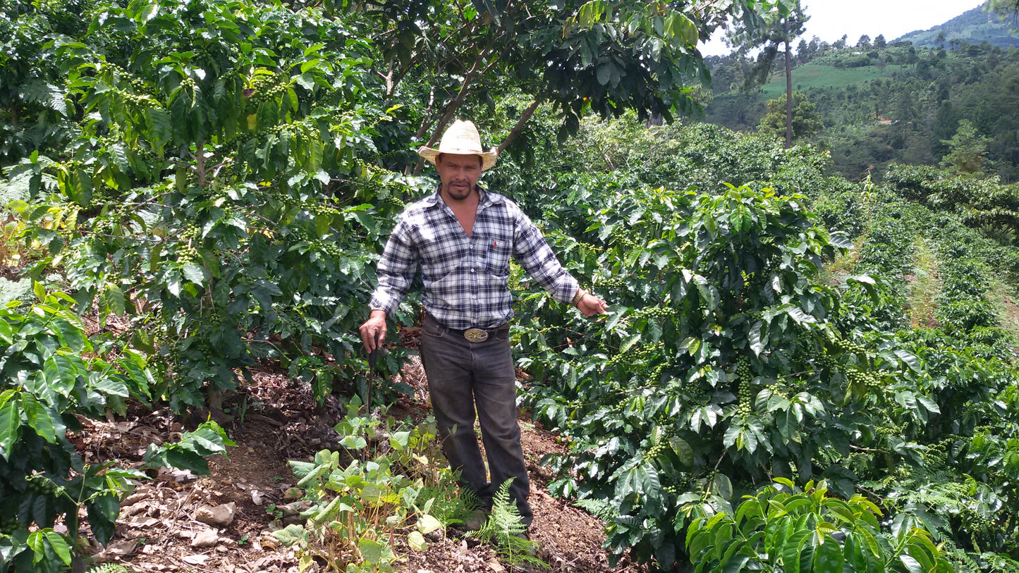 Honduras Pacavita - Limited Run