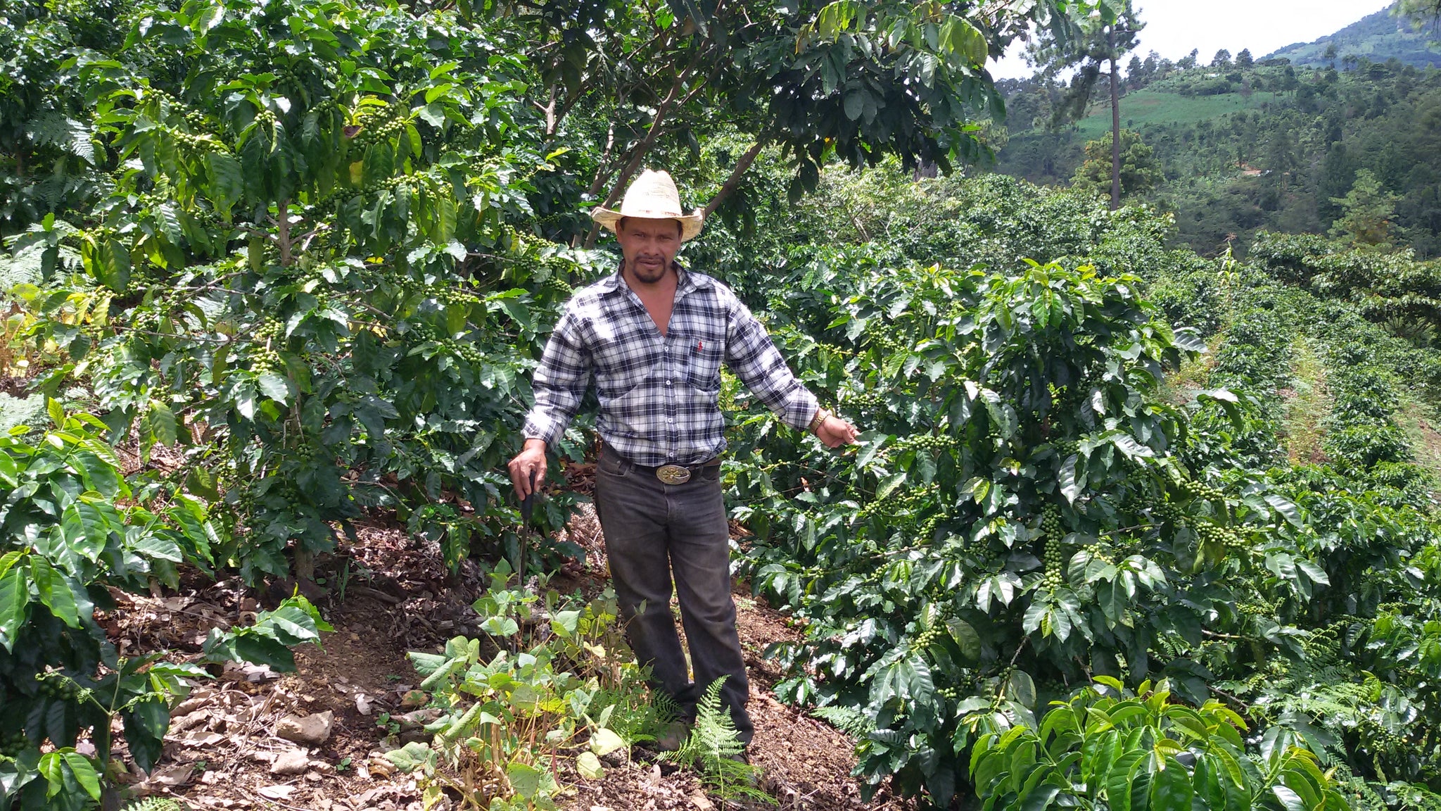 Honduras Pacavita - Limited Run