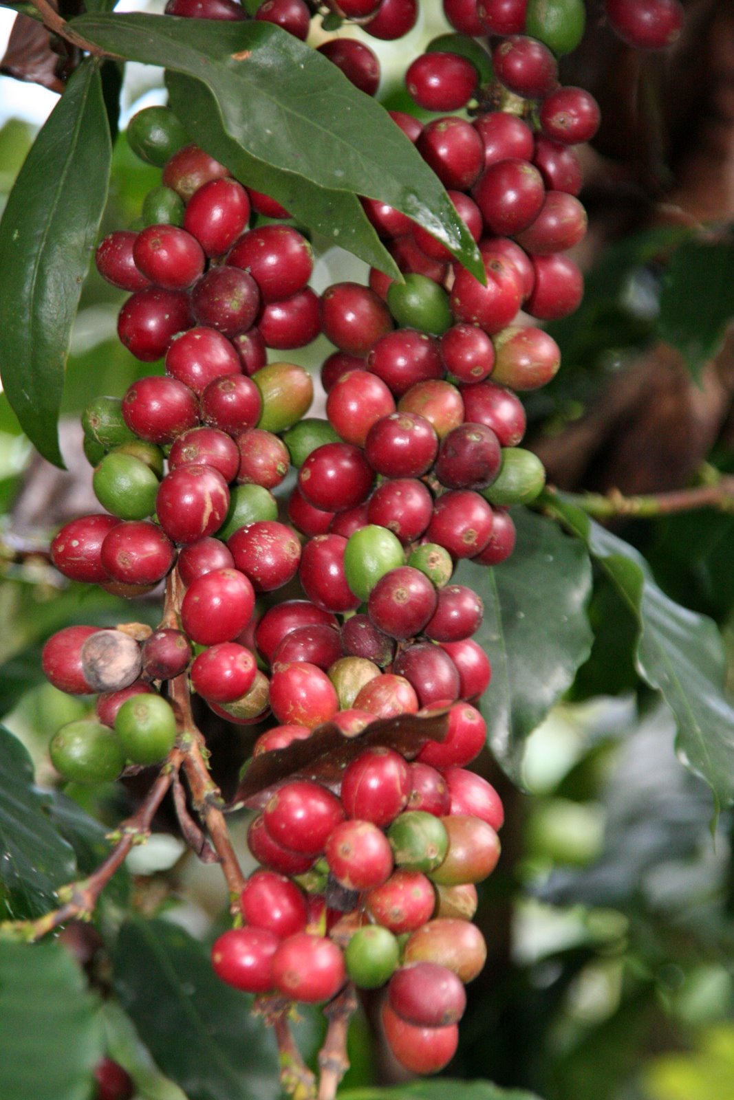Mexico Chiapas Select