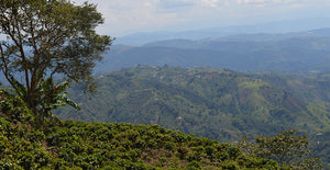 Colombia Valle Del Cauca - Decaf